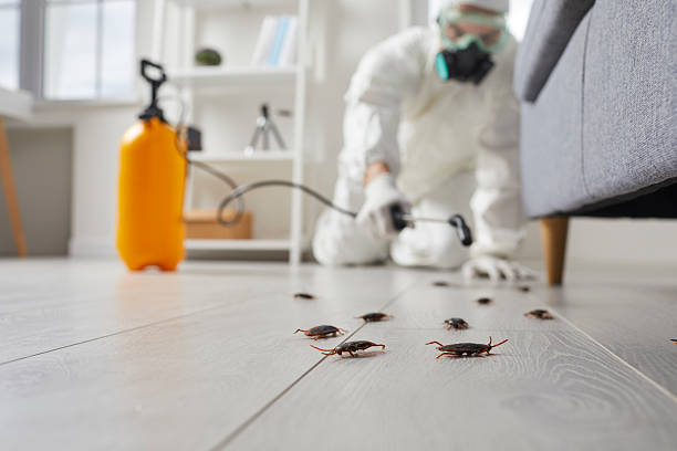 Trusted Termite Control service in Mount Zion, IL - Nex Pest Control